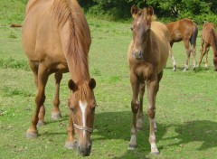 Fonds d'cran Animaux Image sans titre N262881