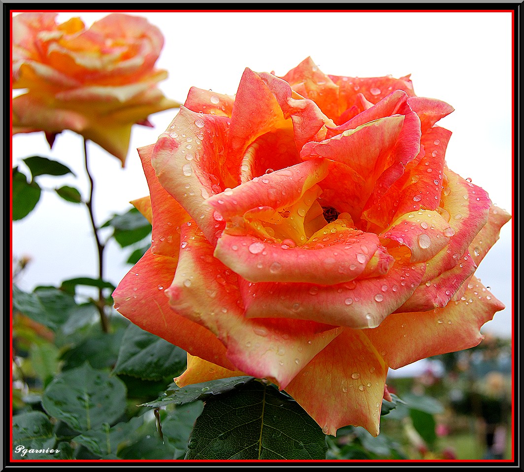 Fonds d'cran Nature Fleurs Les jardins du Lude