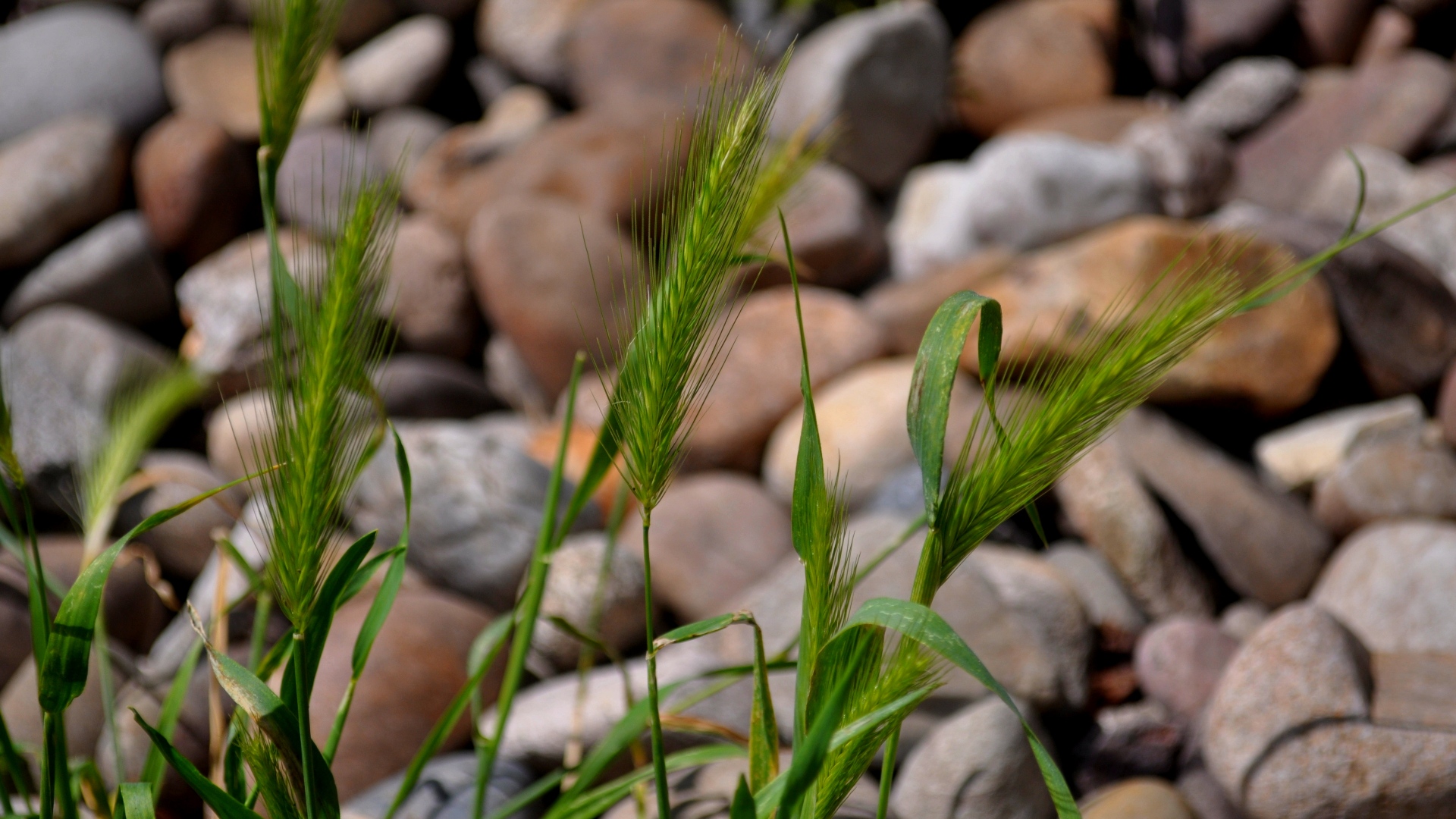 Fonds d'cran Nature Herbes NATURE