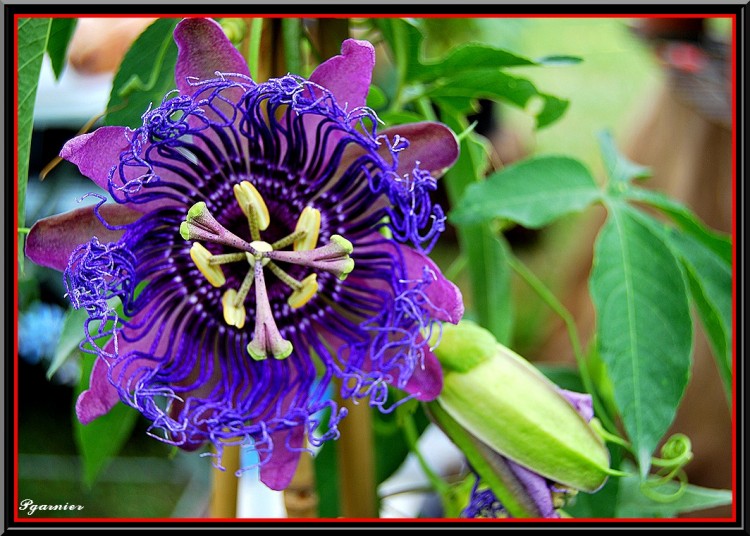 Fonds d'cran Nature Fleurs Les jardins du Lude