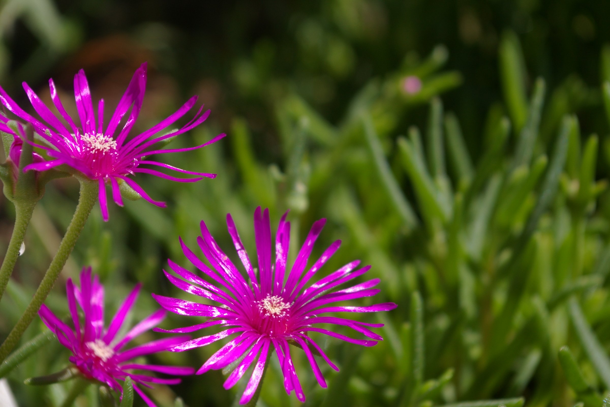 Fonds d'cran Nature Fleurs les ficodes