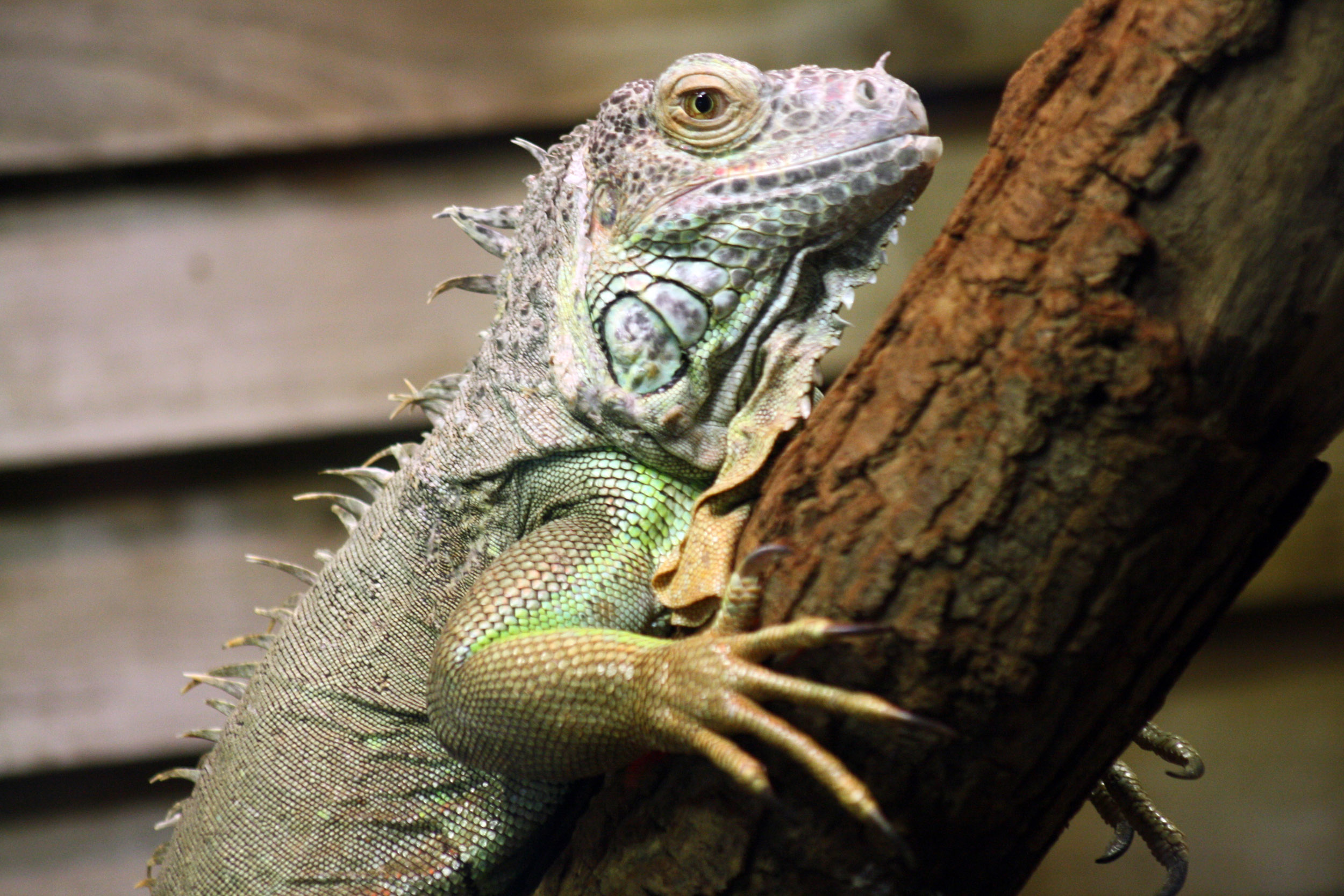 Fonds d'cran Animaux Lzards - Iguanes Iguane