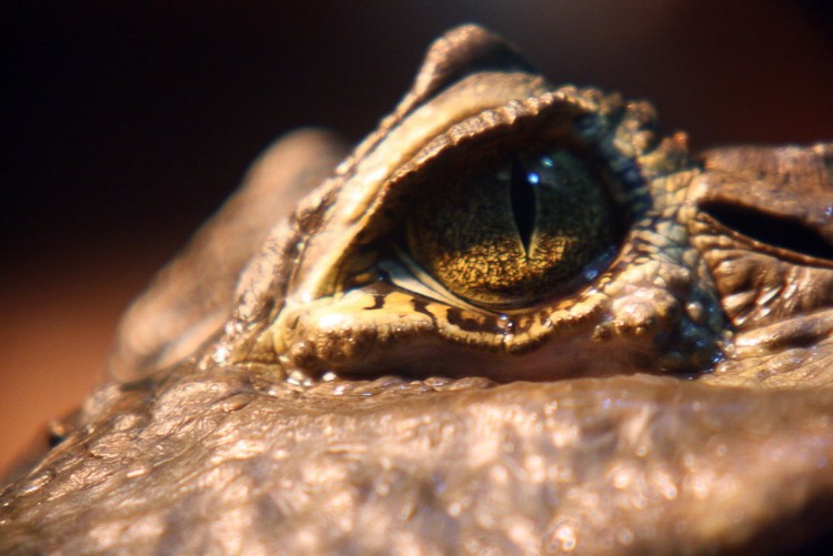 Fonds d'cran Animaux Crocodiles - Alligators - Camans Bel oeil de caman  lunettes