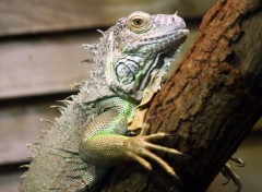 Fonds d'cran Animaux Iguane