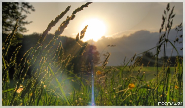 Wallpapers Nature Fields HDR Champs 2