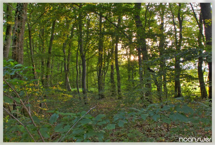 Fonds d'cran Nature Arbres - Forts HDR Fort