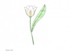 Wallpapers Art - Pencil Tulipe