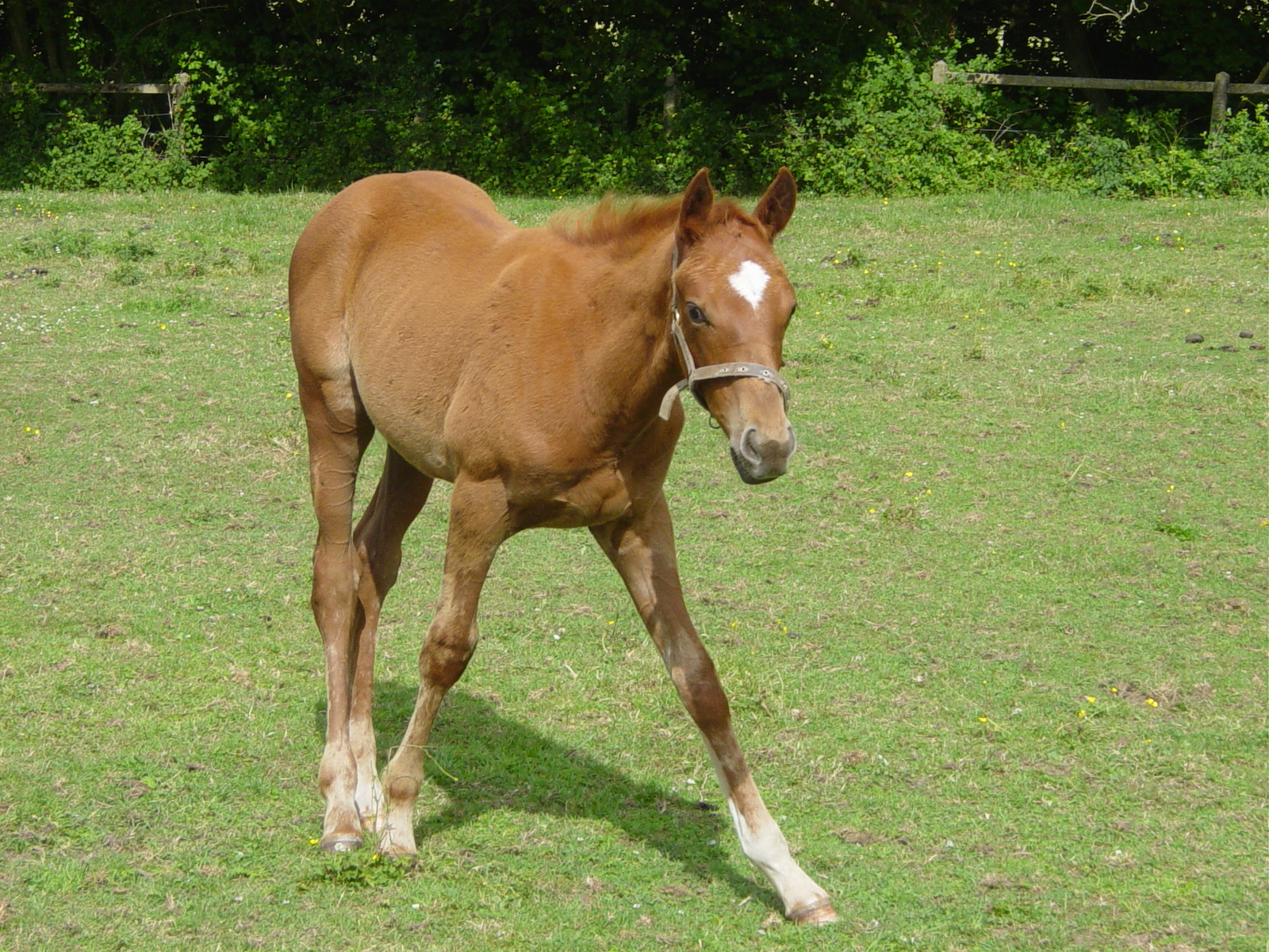 Fonds d'cran Animaux Chevaux 