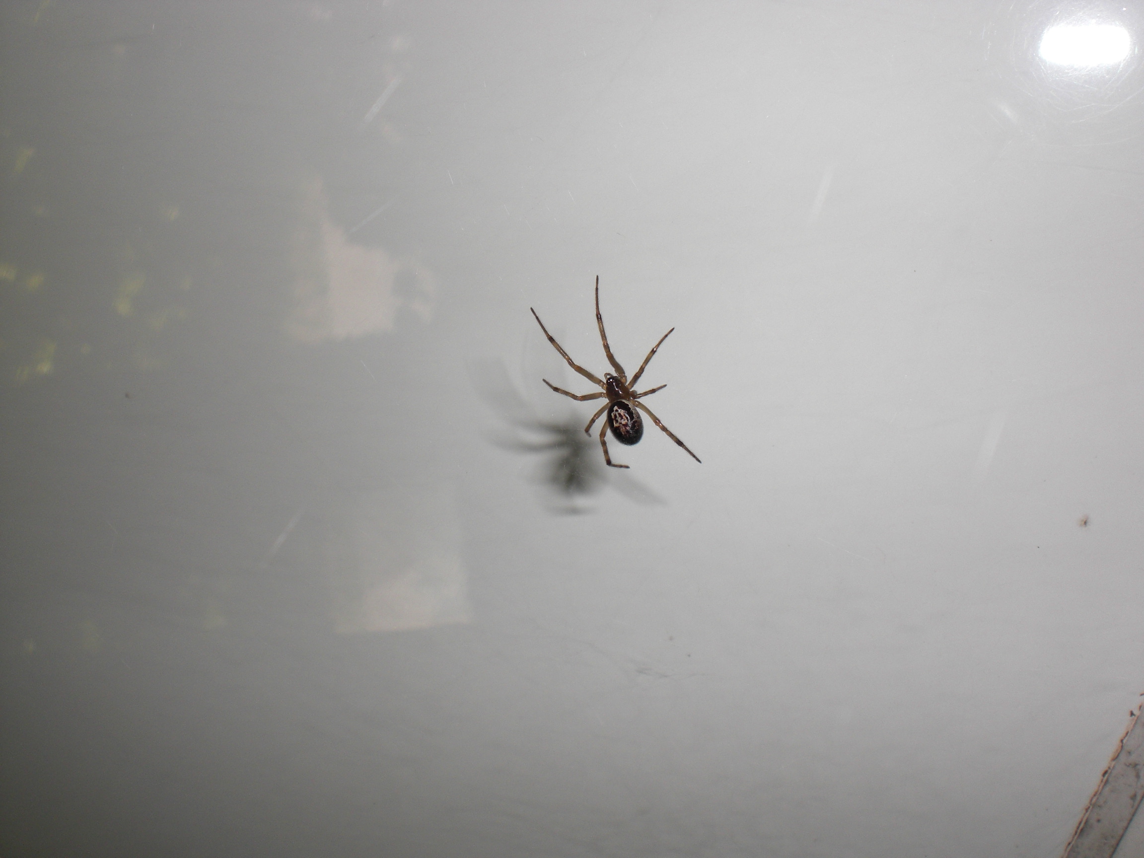 Fonds d'cran Animaux Araignées steatoda nobilis