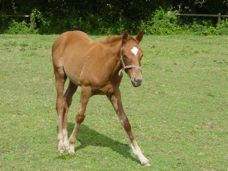 Fonds d'cran Animaux Chevaux Wallpaper N263076