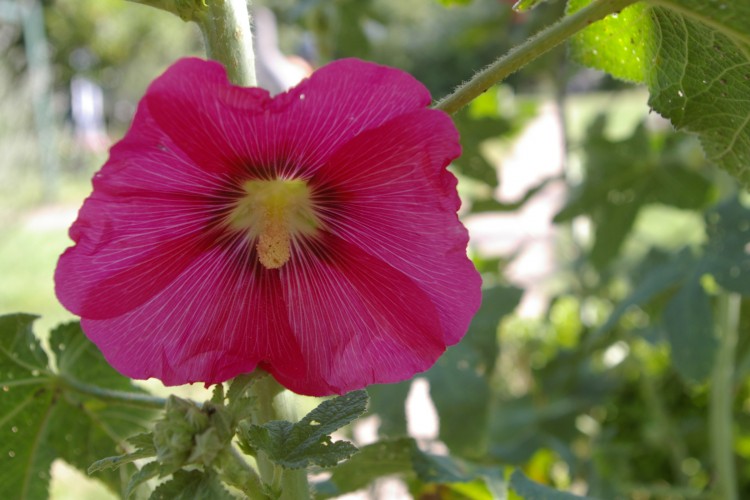 Fonds d'cran Nature Fleurs rose tremiere