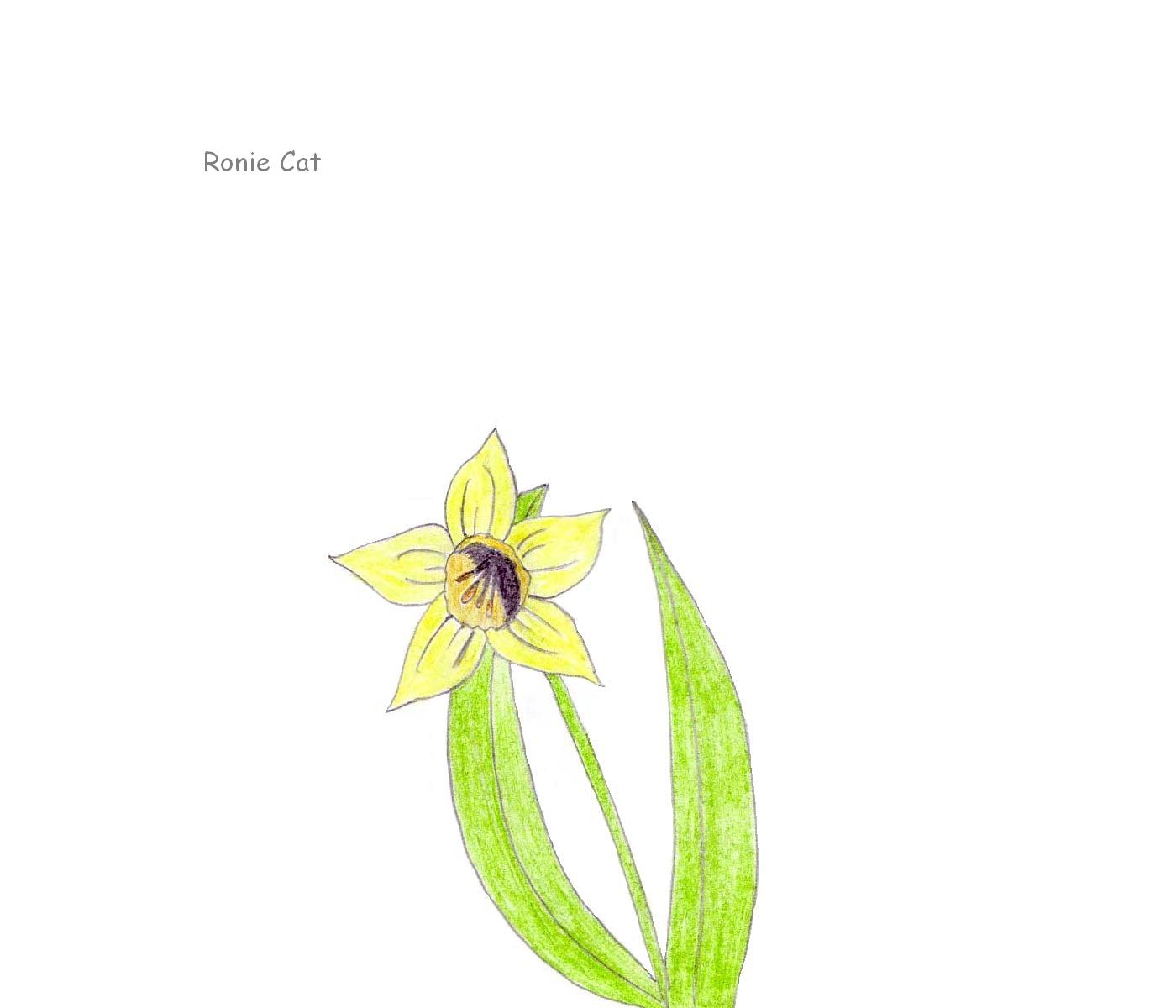 Fonds d'cran Art - Crayon Fleurs - Feuilles - Fruits Narcisse