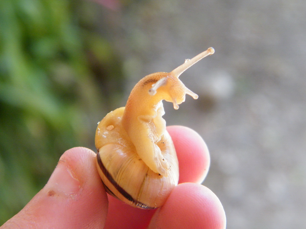 Fonds d'cran Animaux Escargots - Limaces 