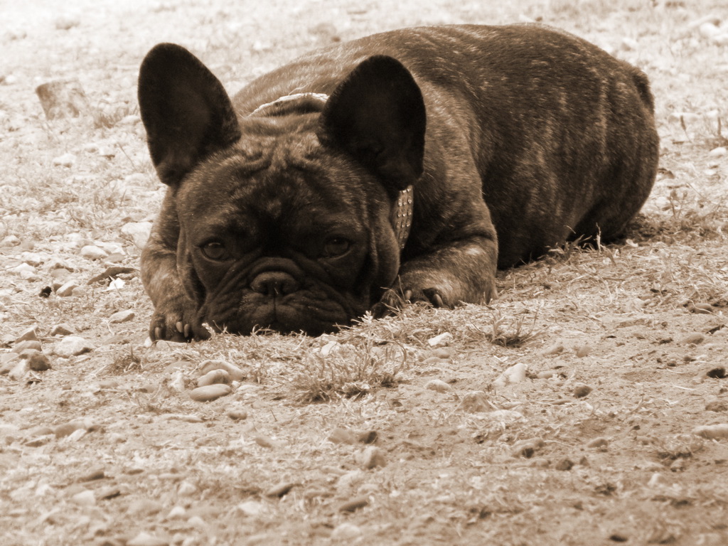 Fonds d'cran Animaux Chiens 