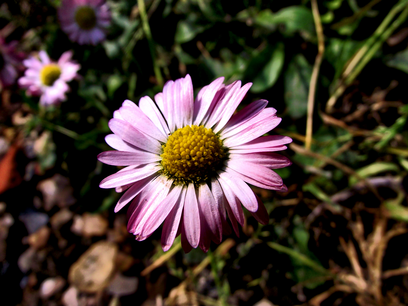 Wallpapers Nature Flowers Pquerette