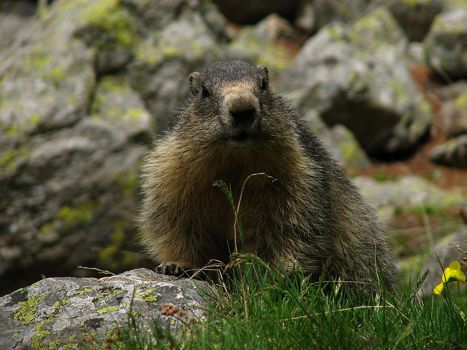 Wallpapers Animals Rodents - Marmot Marmotte dans le Mercantour 