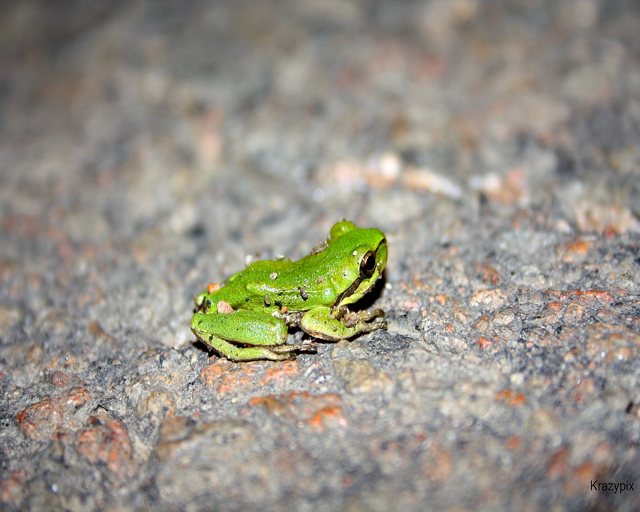 Wallpapers Animals Frogs - Toads Grenouille verte