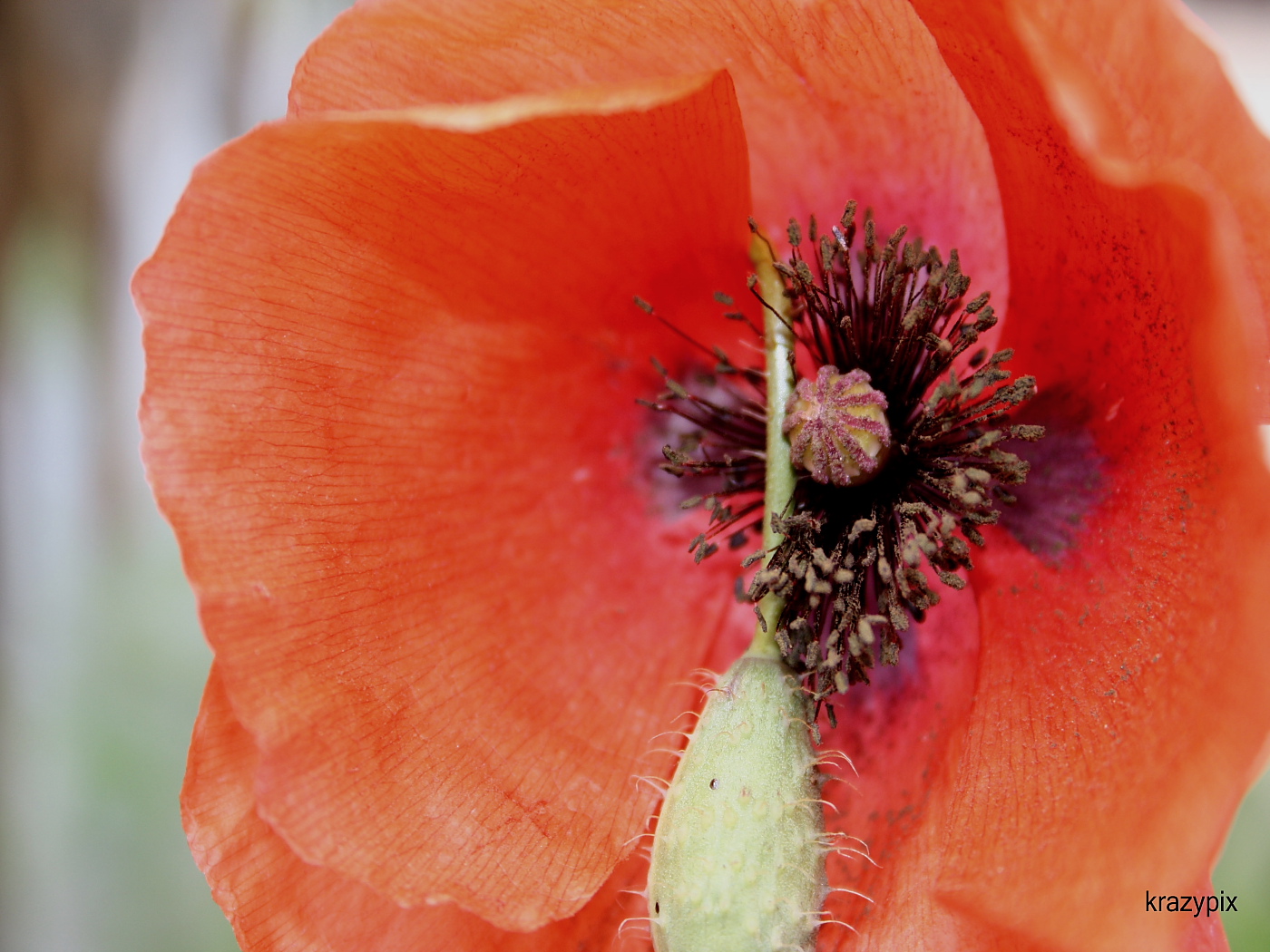 Fonds d'cran Nature Fleurs coquelicot