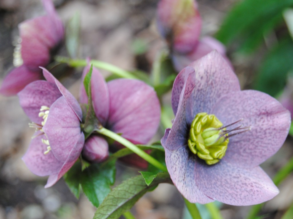 Wallpapers Nature Flowers Fleurs bucoliques