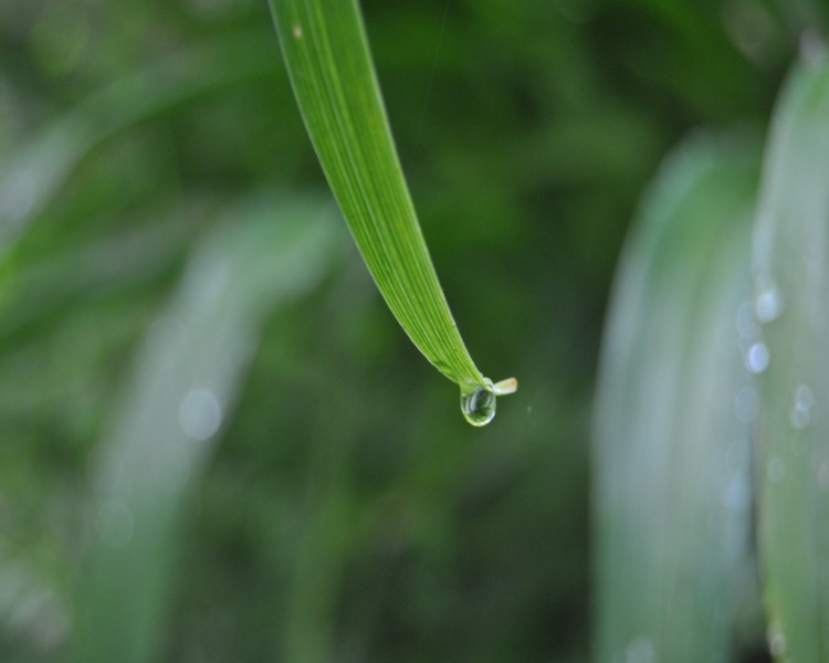 Fonds d'cran Nature Pluie goutte de pluie