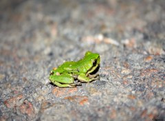 Wallpapers Animals Grenouille verte