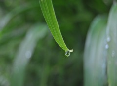 Wallpapers Nature goutte de pluie