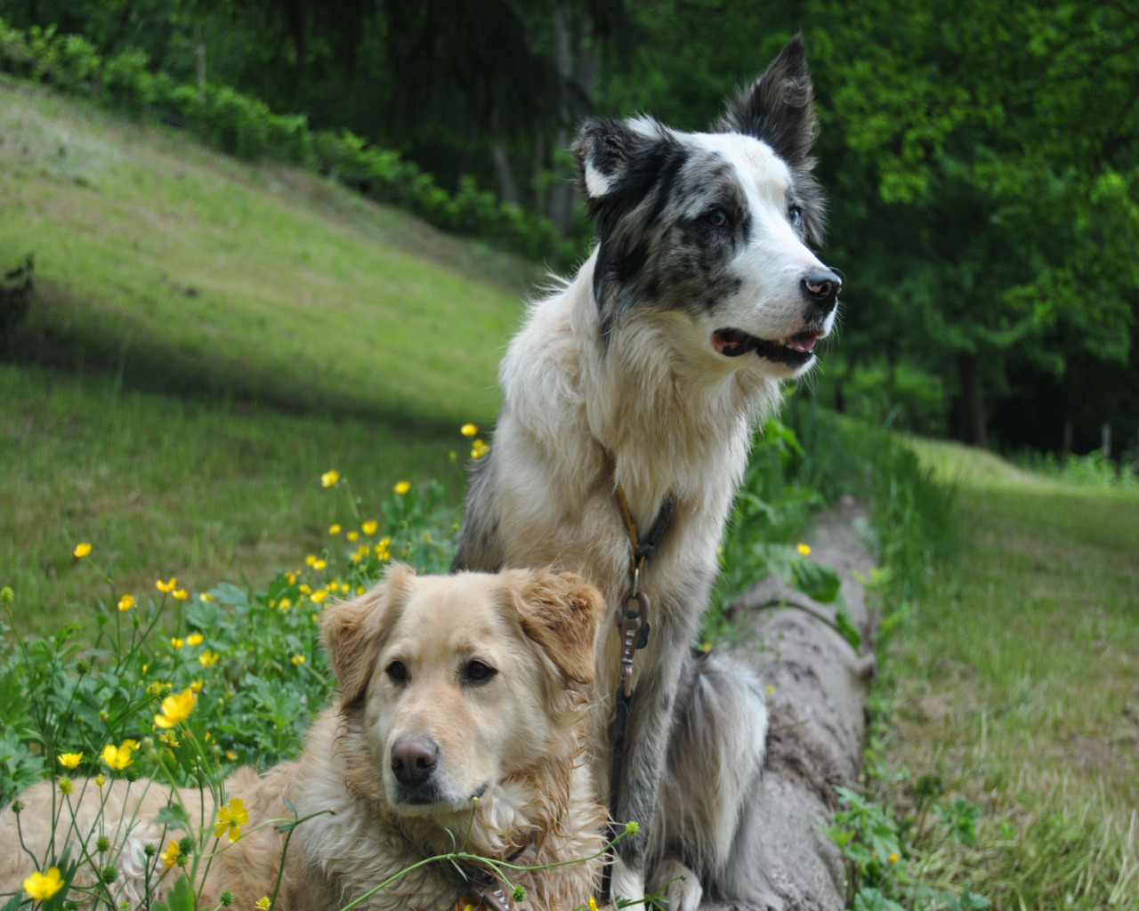 Fonds d'cran Animaux Chiens chiens qui posent