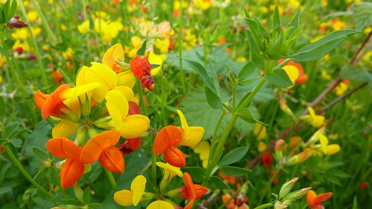 Fonds d'cran Nature Fleurs fleurmacro