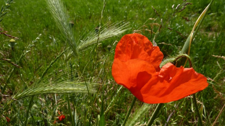 Fonds d'cran Nature Fleurs coquelicot