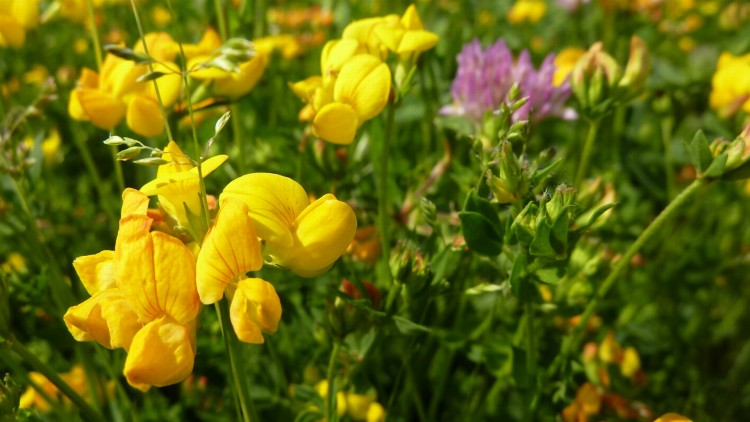 Fonds d'cran Nature Fleurs fleurjaunemacro