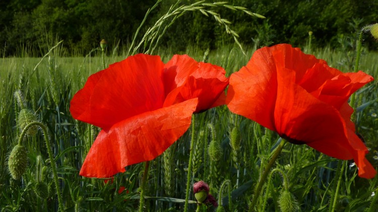 Wallpapers Nature Flowers coquelicots