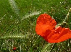 Wallpapers Nature coquelicot