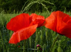 Wallpapers Nature coquelicots