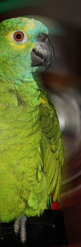 Wallpapers Animals Birds - Parrots Kiwi