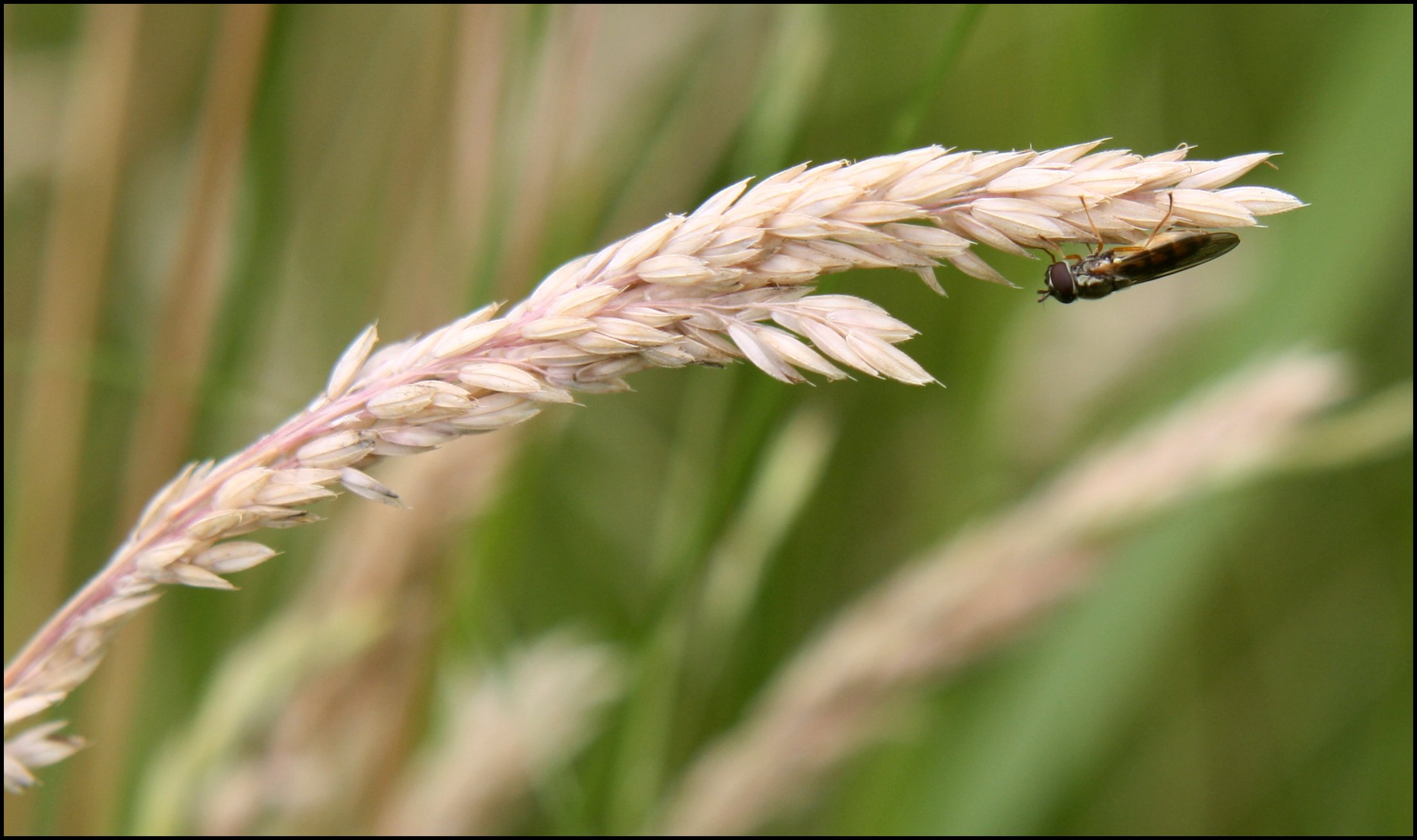 Wallpapers Animals Insects - Bees, Wasps Espce de petite abeille