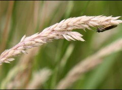 Fonds d'cran Animaux Espce de petite abeille