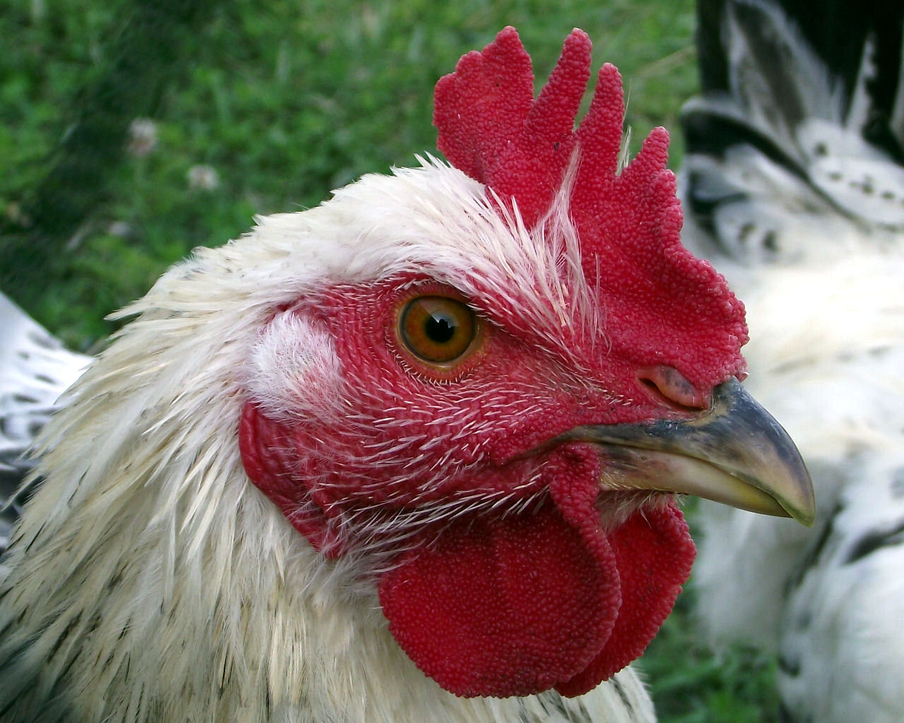 Fonds d'cran Animaux Oiseaux - Coqs et Poules Coq