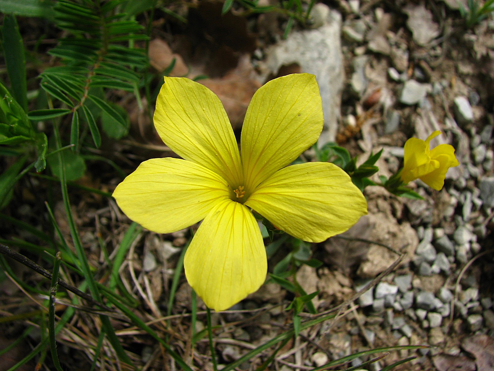 Fonds d'cran Nature Fleurs Lin campanul