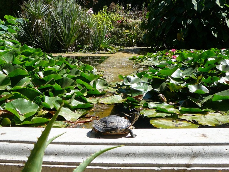 Fonds d'cran Animaux Tortues Tortue se prlassant au soleil