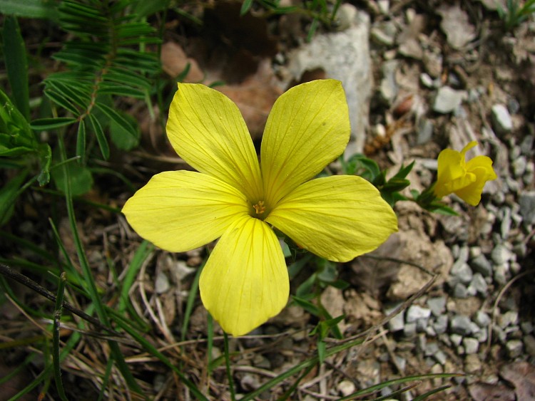 Fonds d'cran Nature Fleurs Lin campanul