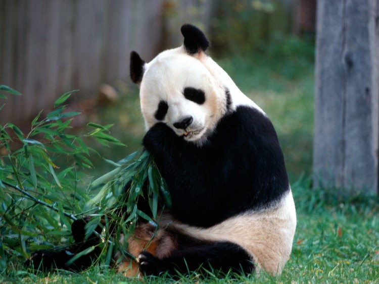 Fonds d'cran Animaux Pandas Panda