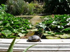 Fonds d'cran Animaux Tortue se prlassant au soleil