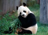 Fonds d'cran Animaux Panda