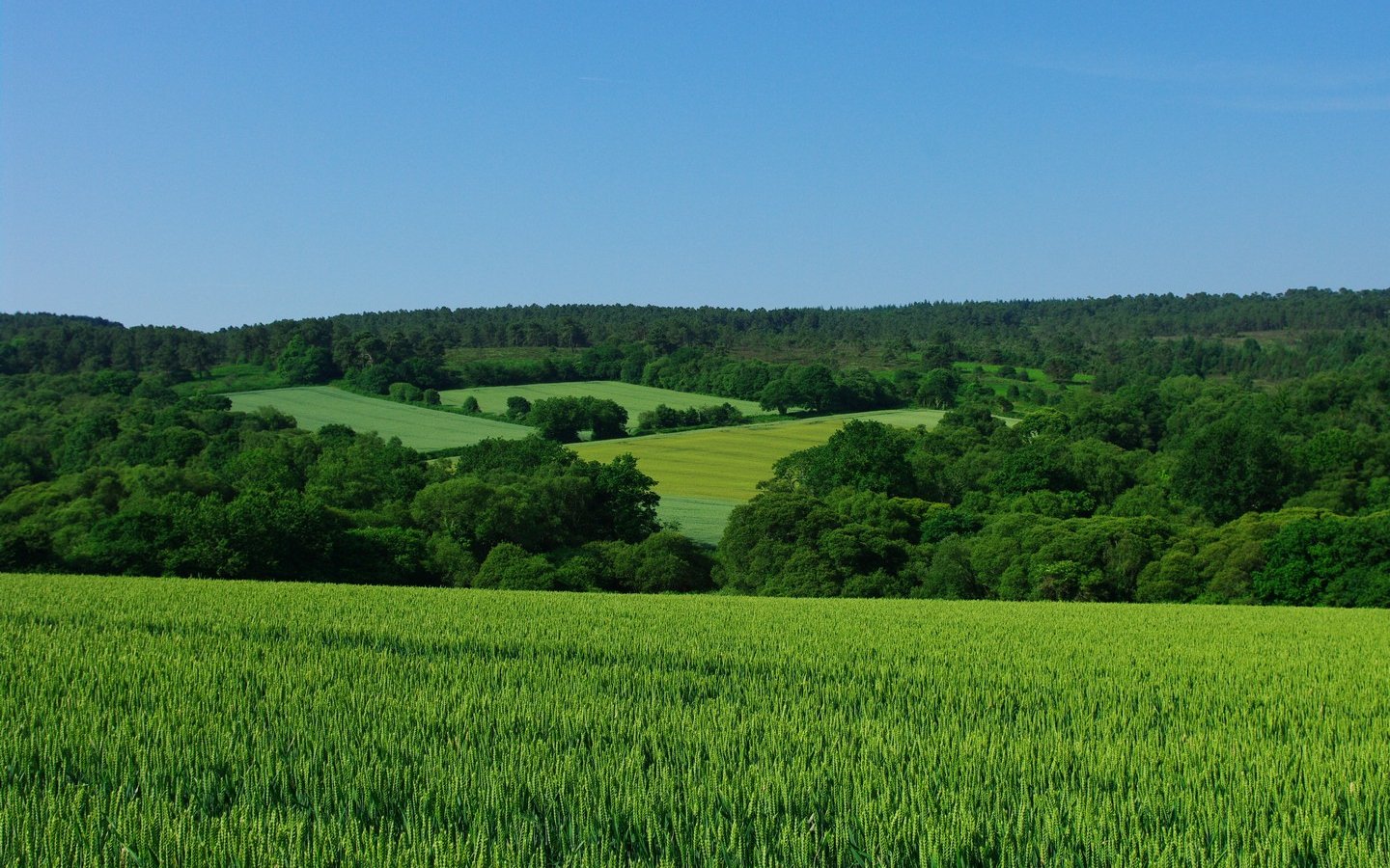 Wallpapers Nature Fields Champ de blé encore vert et forêt