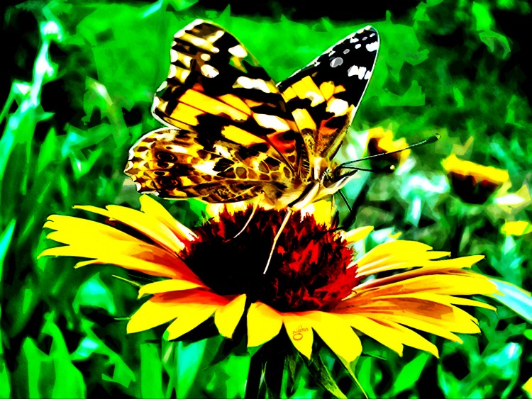 Wallpapers Animals Insects - Butterflies Butterfly