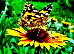 Wallpapers Animals Butterfly