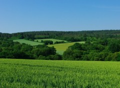 Fonds d'cran Nature Champ de bl encore vert et fort