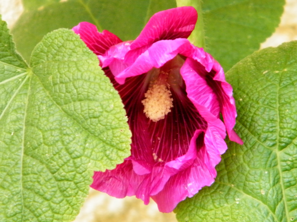 Fonds d'cran Nature Fleurs 