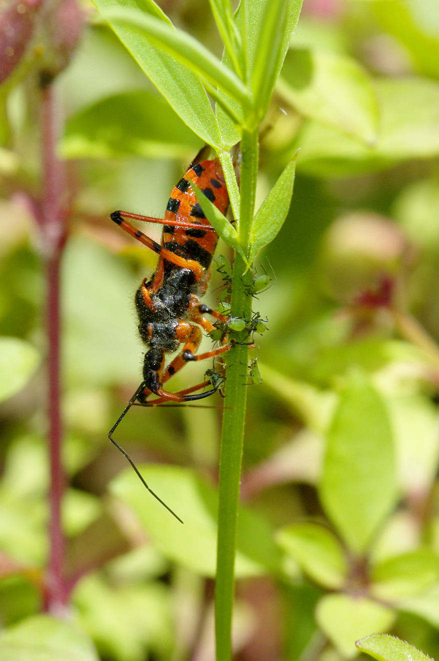 Fonds d'cran Animaux Insectes - Punaises Punaise qui mange un puceron