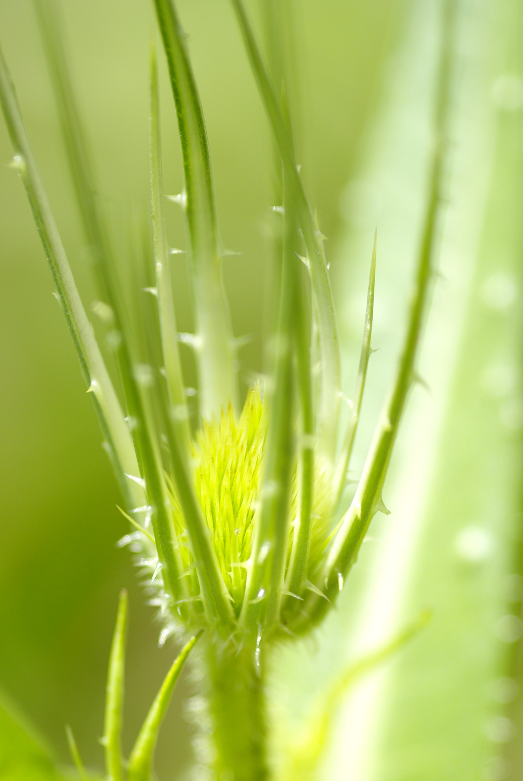 Fonds d'cran Nature Fleurs 